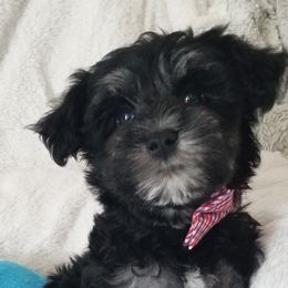 Boy 1 - Black and silver Miniature Schnauzer puppy in Kannapolis, North Carolina from Schnauzer Affinity