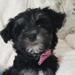 Boy 1 - Black and silver Miniature Schnauzer puppy in Kannapolis, North Carolina from Schnauzer Affinity
