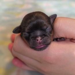 Bubbles - Pink Collar - Sable female Shih Tzu puppy in Troy, Ohio from Ever After Tails