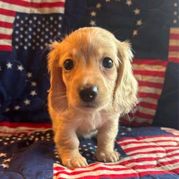 Abigail Adams - Cream female Dachshund puppy in Summertown, Tennessee from The Dapper Dachshund