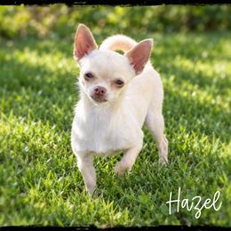Hazel - Chihuahua