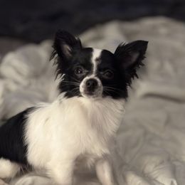Missy - Chihuahua
