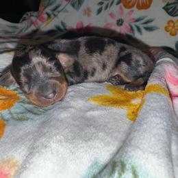 Dapple 3 - Dapple male Dachshund puppy in Magnolia, Texas from J&R Macias Dachshunds