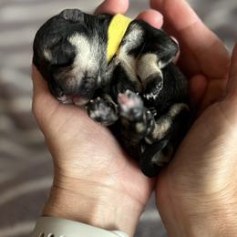 Miniature Schnauzer Puppies from Adrienne Exum