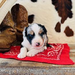 INDY - Blue merle female Australian Shepherd puppy in Durand, Wisconsin from Larson’s Legacy Aussome Aussie Kennels