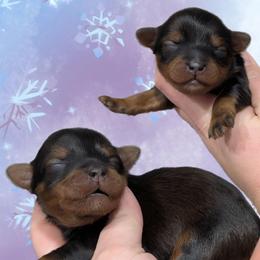 Confetti - Black and tan female Yorkipoo puppy in Coshocton, Ohio from Forever Family Puppies