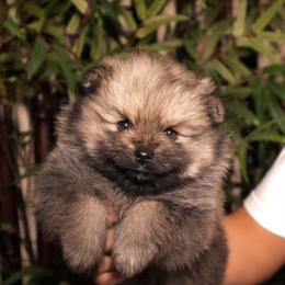 Pink 1 - Wolf sable female Pomeranian puppy in Burbank, California from Haus of Pomeranians