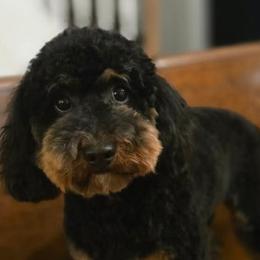 Aussiedoodles from Oakley Nash Pups