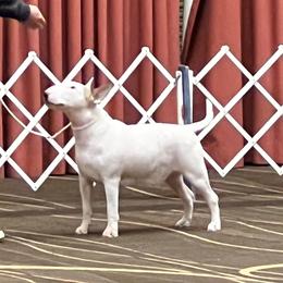 DD - Bull Terrier