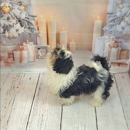 Ike AKC - Black and white male Shih Tzu puppy in Troutville, Virginia from Mountain Pass Barn