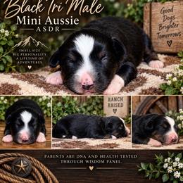 Jig - Black tri male Miniature Australian Shepherd puppy in Lakeport, California from Akins Aussies/Wild Rose Ranch