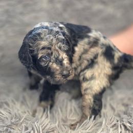 Cookie - Blue merle female Bernedoodle puppy in Mc Gaheysville, Virginia from Doting Doodles