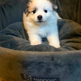 Greta - Cream parti female Pomeranian puppy in South Euclid, Ohio from ARC Kennels