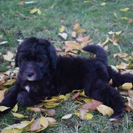 Bernedoodle Puppies from Belly Rubs