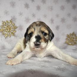 Ivy - Merle female Goldendoodle puppy in Macedon, New York from Toodles Goldendoodles