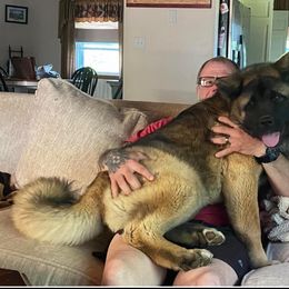 Akita Puppies from Majestic Valley Farms