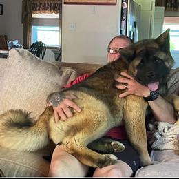 Akita Puppies from Majestic Valley Farms