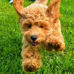 Assorted Doodle Crosses, Cavapoo, Cockapoo, and Poodle Puppies from Doodles by Tatum
