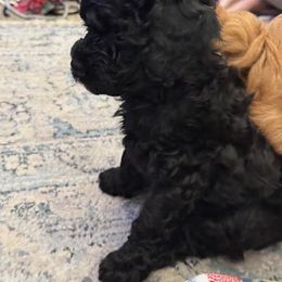 Cavapoo Puppies from AZ Cavapoos