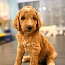 Atlas - Apricot male Goldendoodle puppy in Macclenny, Florida from Baker County Goldendoodles