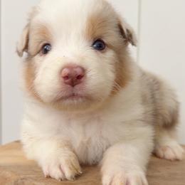 Harbor - Red merle male Australian Shepherd puppy in Kearney, Nebraska from Helix Aussies