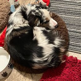 Liberty - Miniature Australian Shepherd
