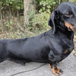 Teddy - Dachshund