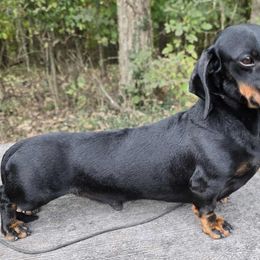 Teddy - Dachshund