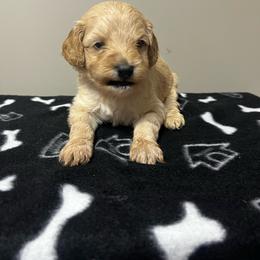 Razzle - Apricot male Goldendoodle puppy in Baldwin, Georgia from Simmons F1b Goldendoodles