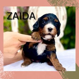 Zaida - Tri-color female Bernedoodle puppy in Mapleton, Utah from Natural Doodle Life