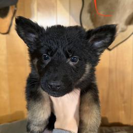 Liberty - Black and red female German Shepherd puppy in Statesville, North Carolina from Von Haus Morgensturm