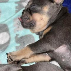 French Bulldog Puppies from Full Throttle Frenchies