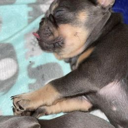 French Bulldog Puppies from Full Throttle Frenchies