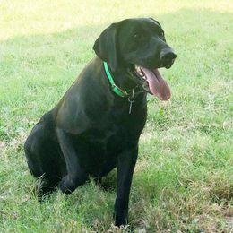 Molly - Labrador Retriever