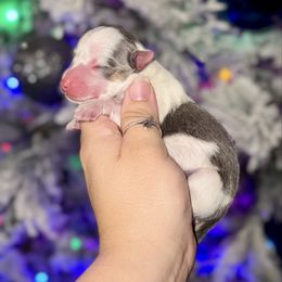 Armani - Gray and white female American Corgi puppy in Whitney, Texas from 5H Corgis