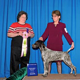 German Shorthaired Pointer Puppies from Claddagh Kennels