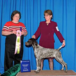 German Shorthaired Pointer Puppies from Claddagh Kennels