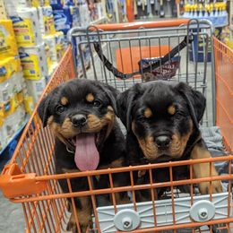 Rottweiler Puppies from Galaxia Rottweilers
