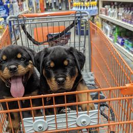 Rottweiler Puppies from Galaxia Rottweilers