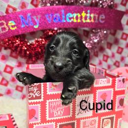 CUPID - Black male Dachshund puppy in Vacaville, California from SchmooterBabies