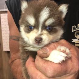 Piper - Chocolate male Pomsky puppy in Spring Hill, Florida from PDQ Pomskies