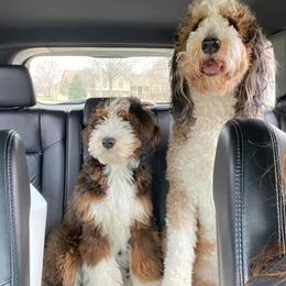 Bernedoodle All Grown Up from Backwoods Bernedoodles