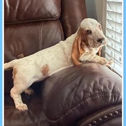 Light Blue collar Male - Lemon and white male Basset Hound puppy in Columbia, South Carolina from Pawmetto Hounds
