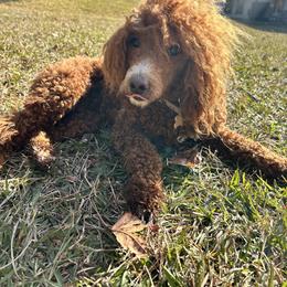 Cavalier King Charles Spaniel, Cavapoo, Havanese, Havapoo, and Poodle Puppies from West Cobb Dogs