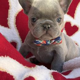 Greyson - Blue male French Bulldog puppy in Hemet, California from Bowman Pups