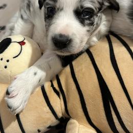 Border Collie Puppies from Roaring River Border Collies