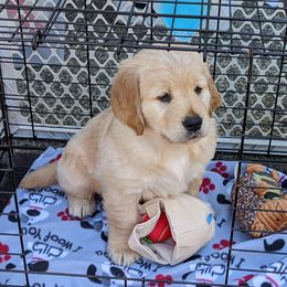 Golden Retriever Puppies from Sola Mae's Goldens