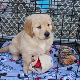 Golden Retriever Puppies from Sola Mae's Goldens