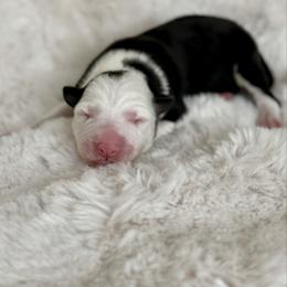Girl 3 - Black and white female Border Collie puppy in Morriston, Florida from Garcia Family Farms
