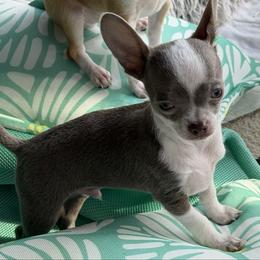 Dice AKC - Blue and white male Chihuahua puppy in Amity, Pennsylvania from Rhoda and Verna